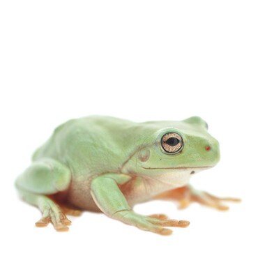 Baby Whites Tree Frog